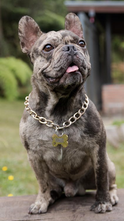 free-photo-of-brindle-french-bulldog-with-chain-collar-outdoors